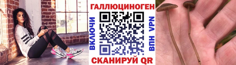 Псилоцибиновые грибы Cubensis  Купить где  Чегем 